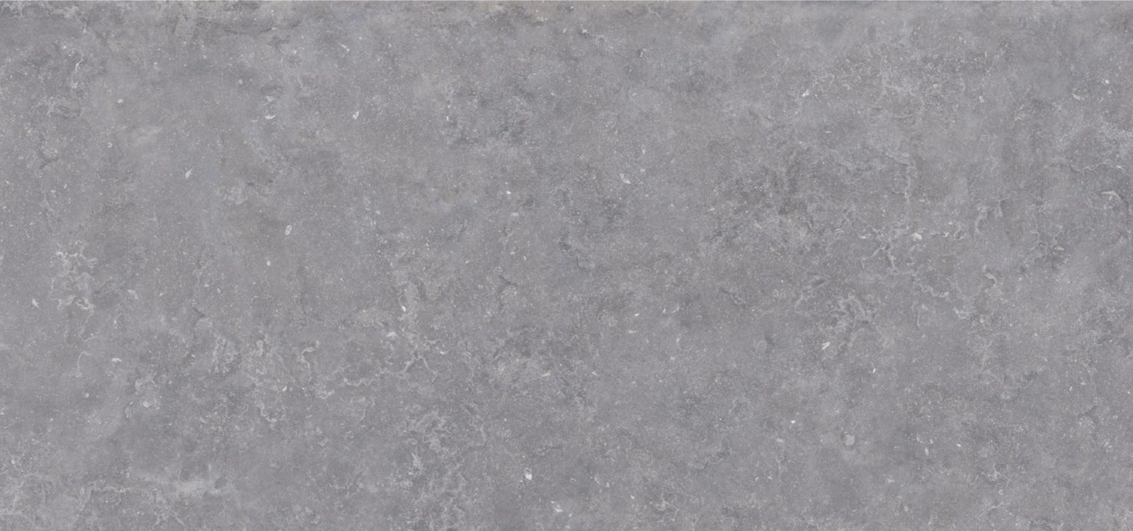 BELGIAN BLUE FULLBODY 3D